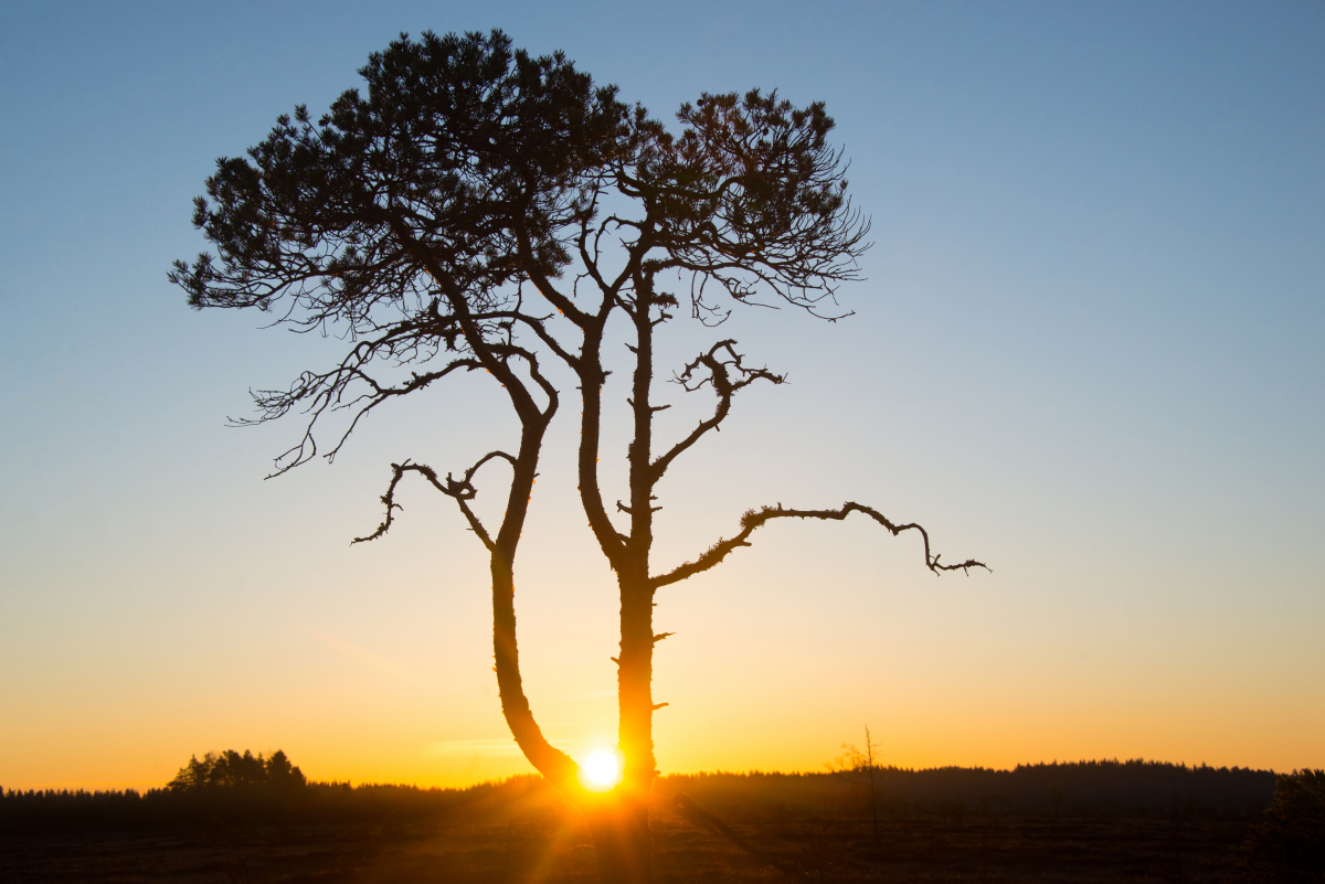 my-sunrise-tree-1.jpg